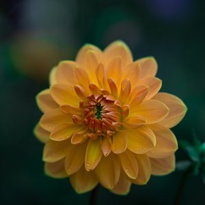 Exotic Ginger & Bamboo Arrangement